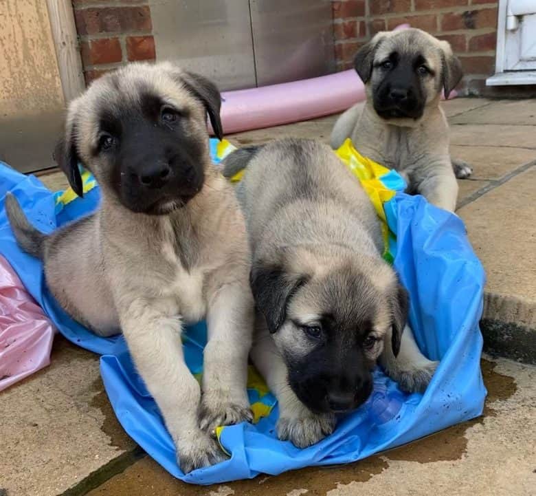 Three Kangal puppies playing with an inflatable pool