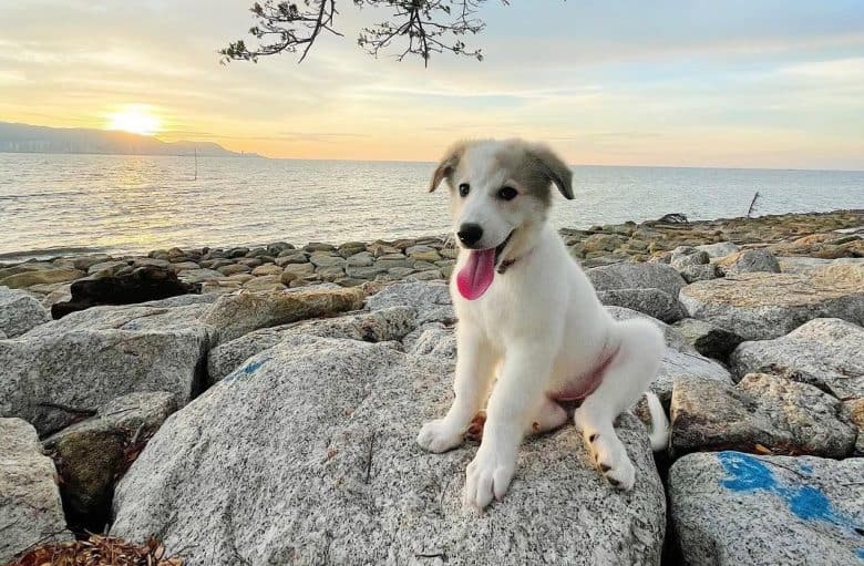 A three-month-old Great Pyrenees puppy by the sea