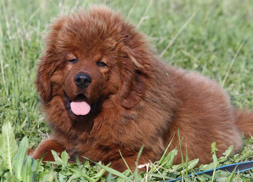 A Tibetan Mastiff puppy lies on the grass
