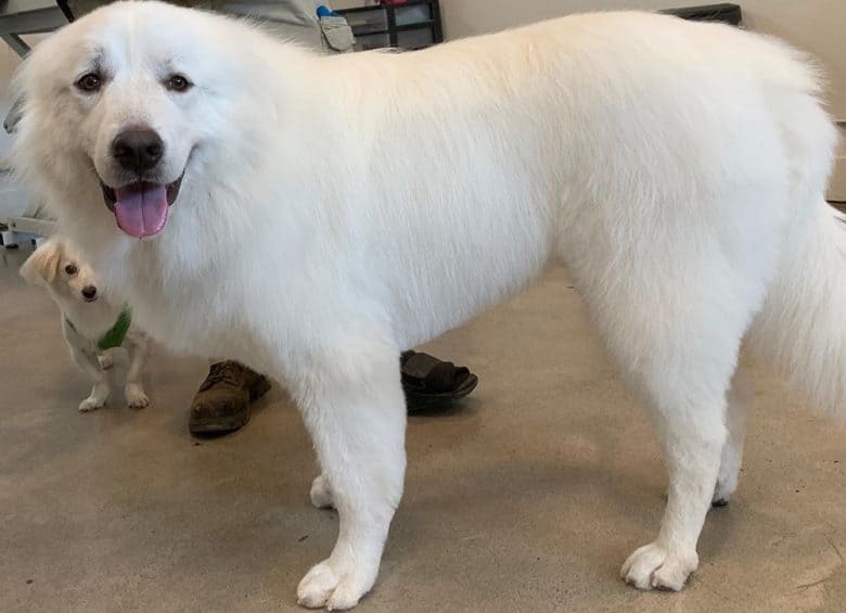 A tidy Great Pyrenees after being groomed