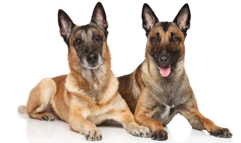 Two Belgian Malinois dog
