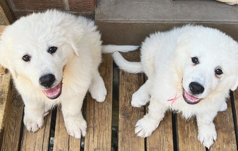 Two Great Pyrenees dogs waiting for their foods