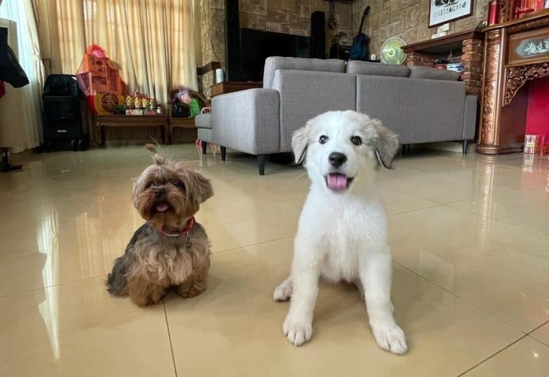 A two-month-old Great Pyrenees puppy playing with a Yorkshire Terrier