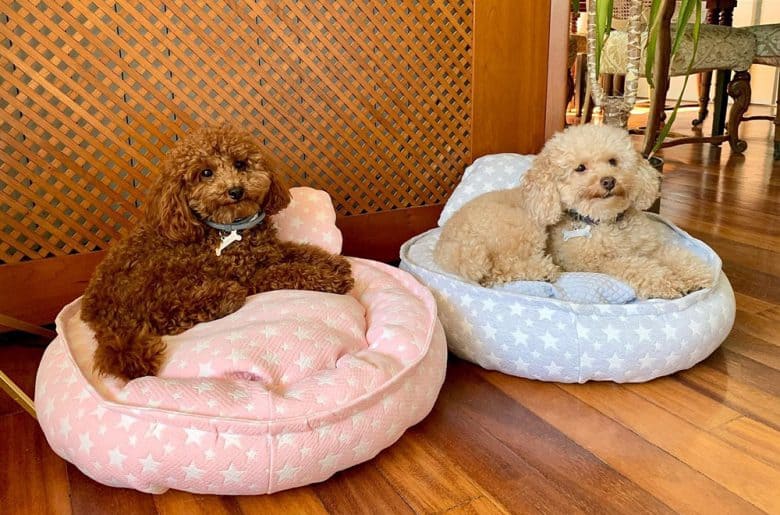 Two Poodles laying in their respective bed