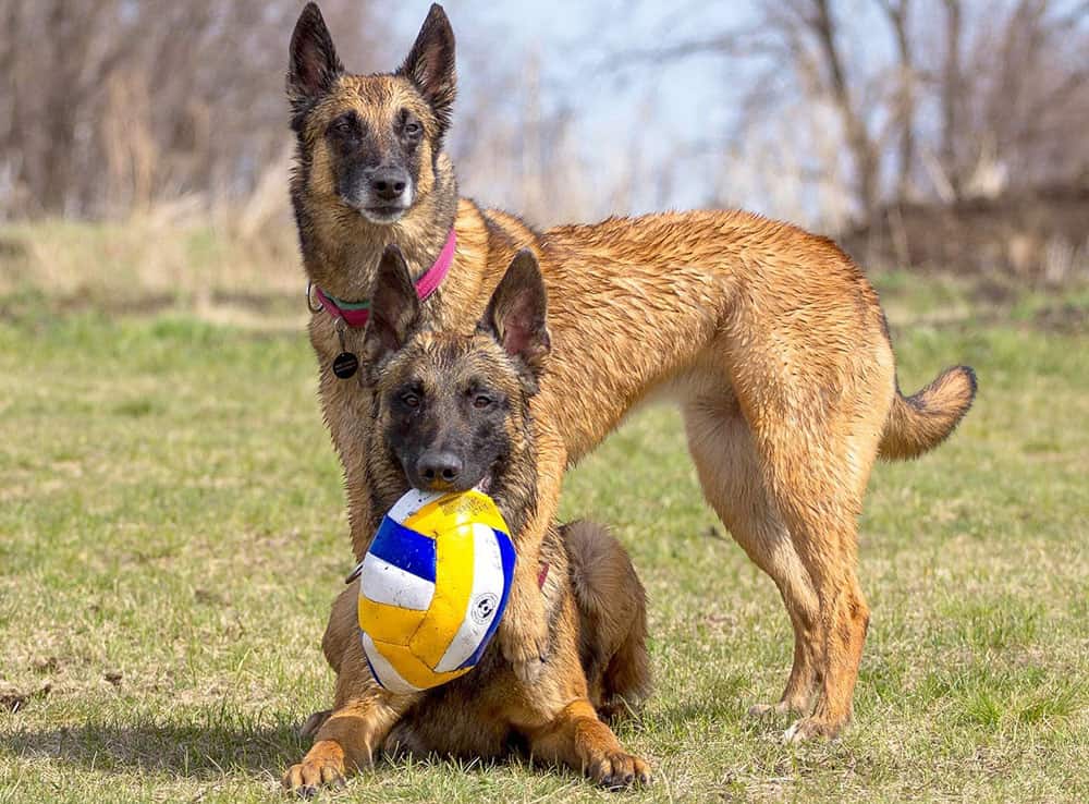 Two red sable Belgian Malinois