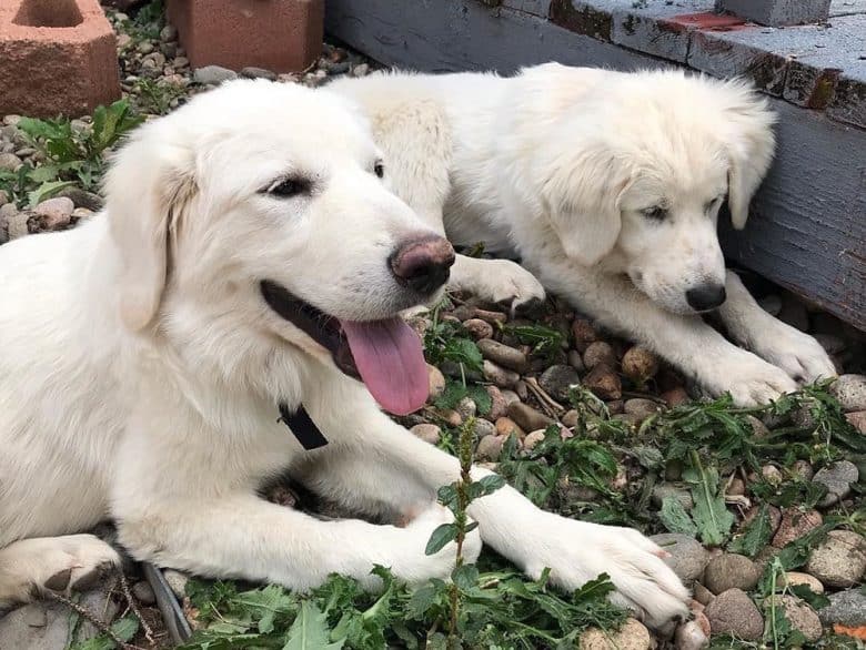 Two white Great Pyrenees dogs for adoption