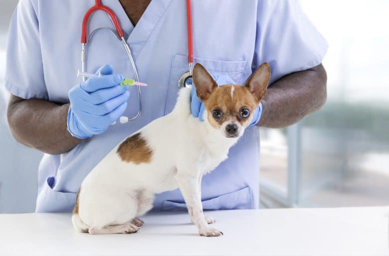 A Vet giving an injection to a Chihuahua dog