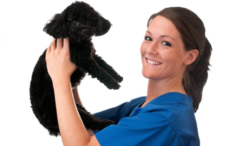 A veterinary assistant holding the Poodle dog