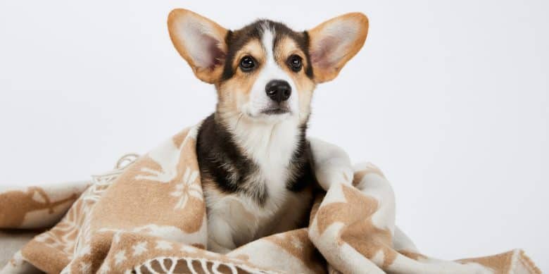 Pembroke Welsh Corgi puppy in blanket