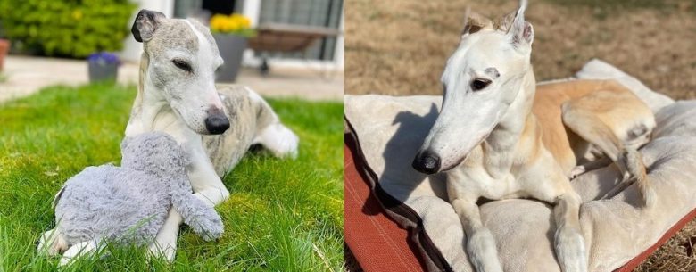 A senior Whippet and Greyhound dog