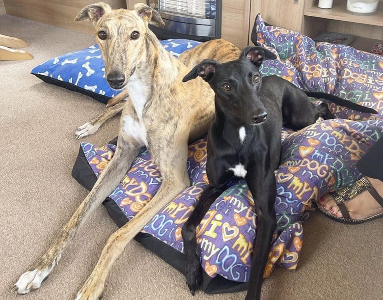 A Whippet and Greyhound laying together