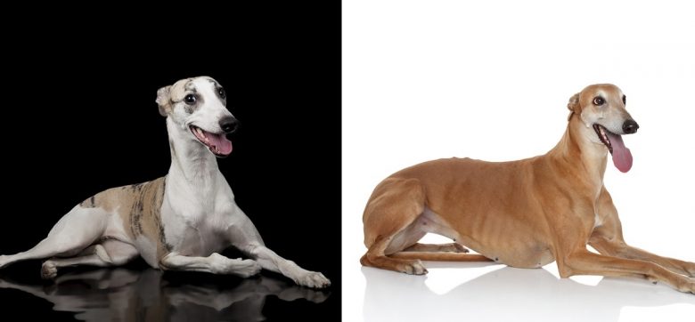 Whippet vs Greyhound