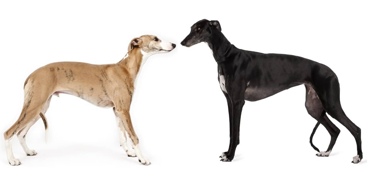 Whippet vs Greyhound height and weight difference