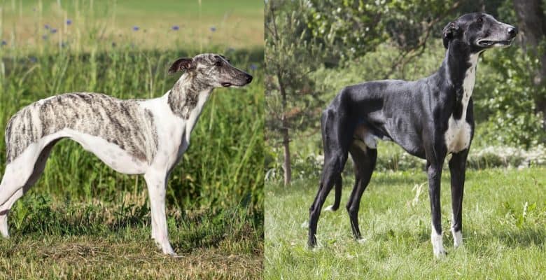 A Whippet vs Greyhound dog standing on the grass