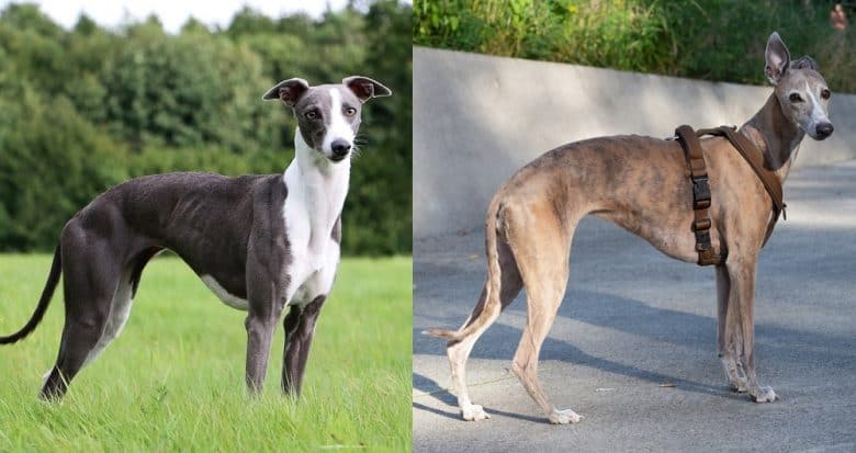 Beautiful Whippet and Greyhound dog