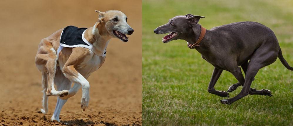 A Whippet and a Greyhound both running fast