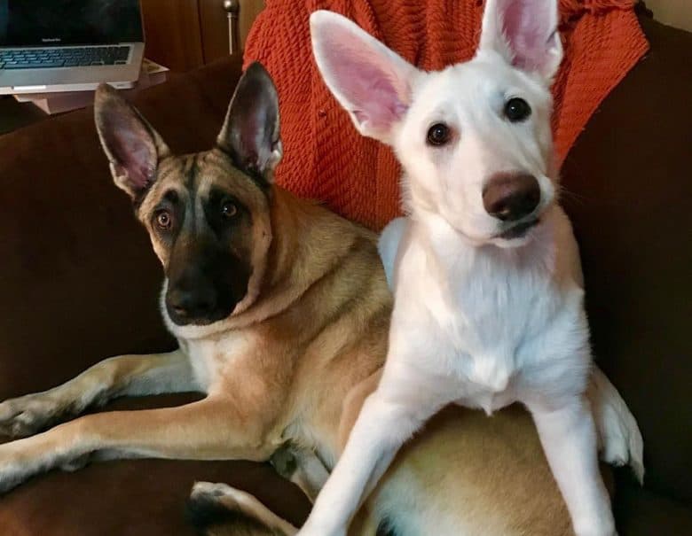 A fawn and white Belgian Malinois bonding together