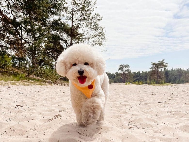 White Miniature Poodle walking on the sand