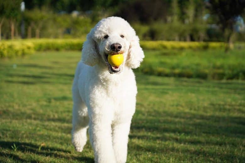 A white Standard Poodle retrieving the ball