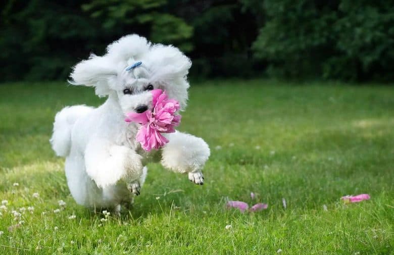 A white Toy Poodle playing the flower