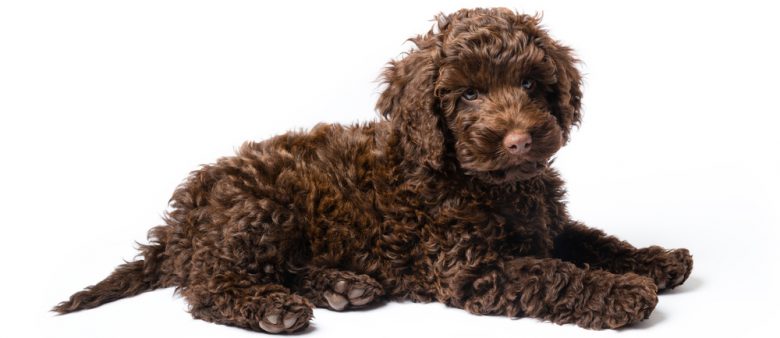 10 week old brown Labradoodle dog