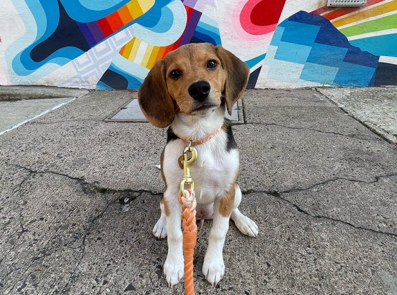A 3 months old Beagle dog