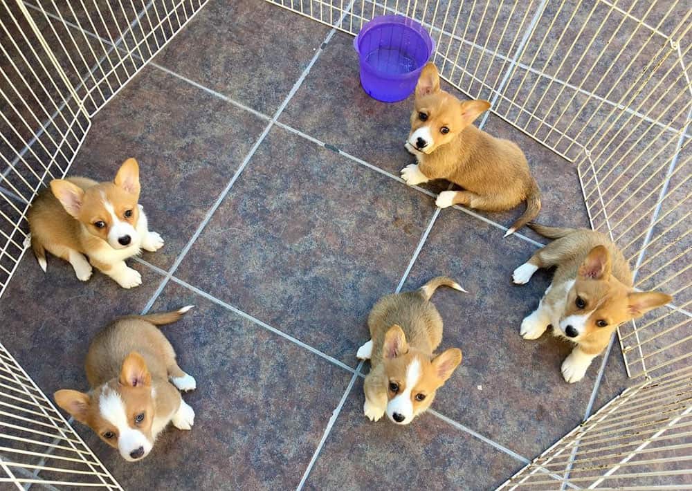 5 little Corgi puppies