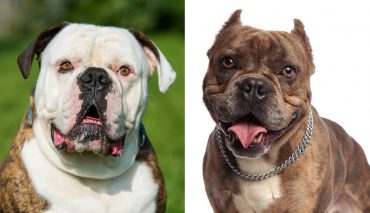 Close-up images of the American Bulldog and American Bully