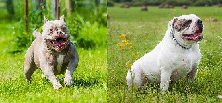 American Bully running and American Bulldog sitting