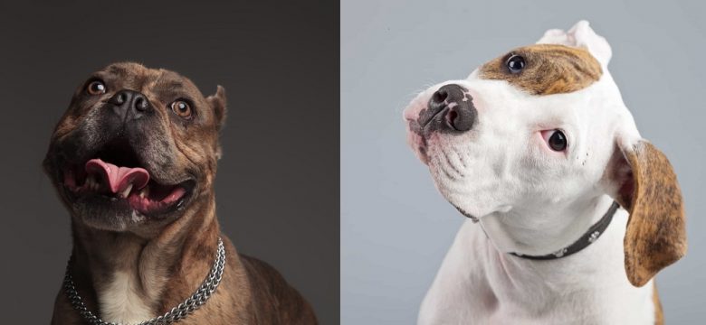 Close-up images of the American Bully and American Bulldog