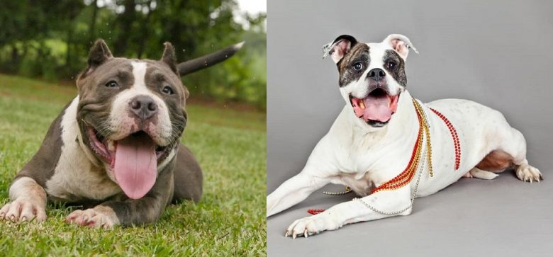 Smiling American Bully and American Bulldog dogs