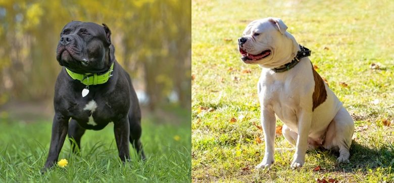 American Bully and American Bulldog training