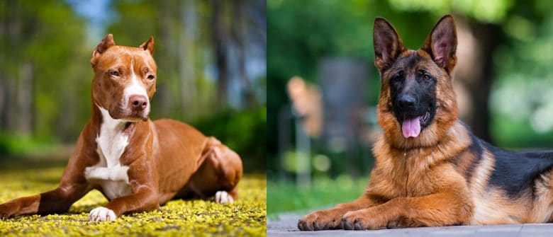 The American Pitbull Terrier and German Shepherd lying down outdoors