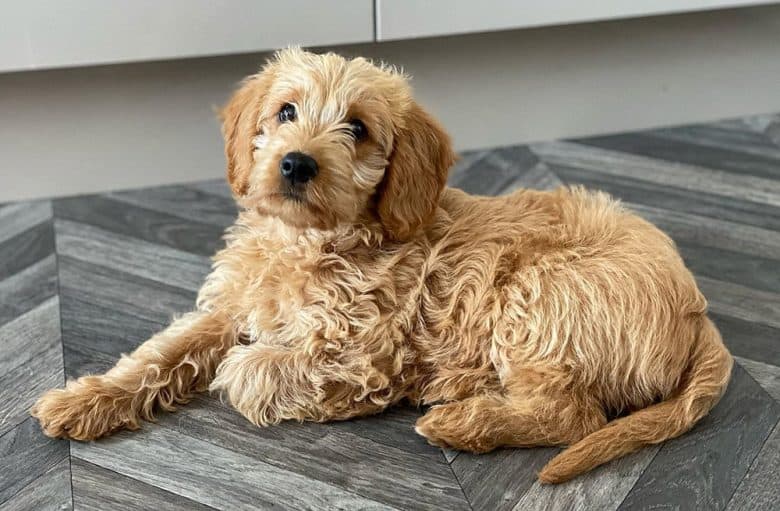 An apricot Labradoodle dog