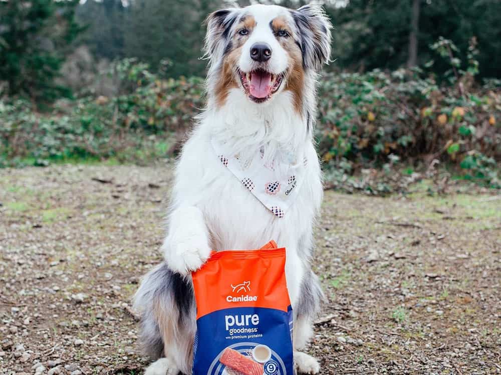 Australian Shepherd dog proud for the new pack of Canidae dry dog food