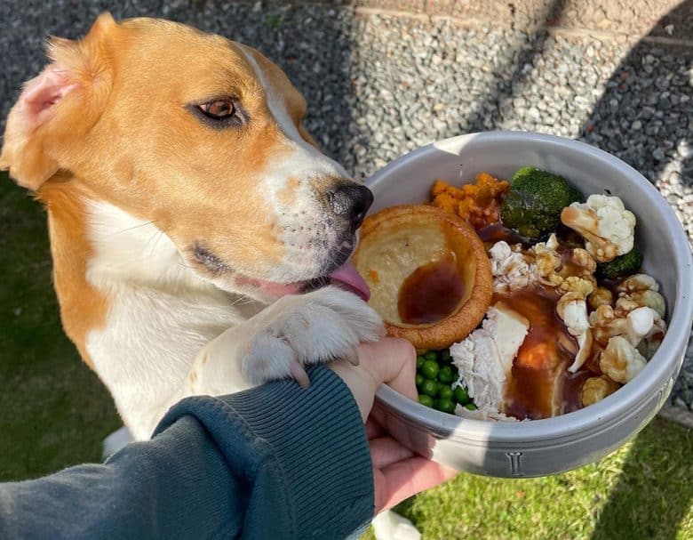 Beagle dog excited for the tasty chicken meal