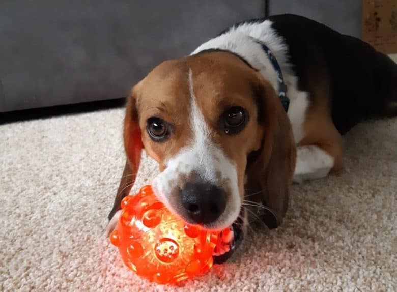 Beagle dog got a new chew toy
