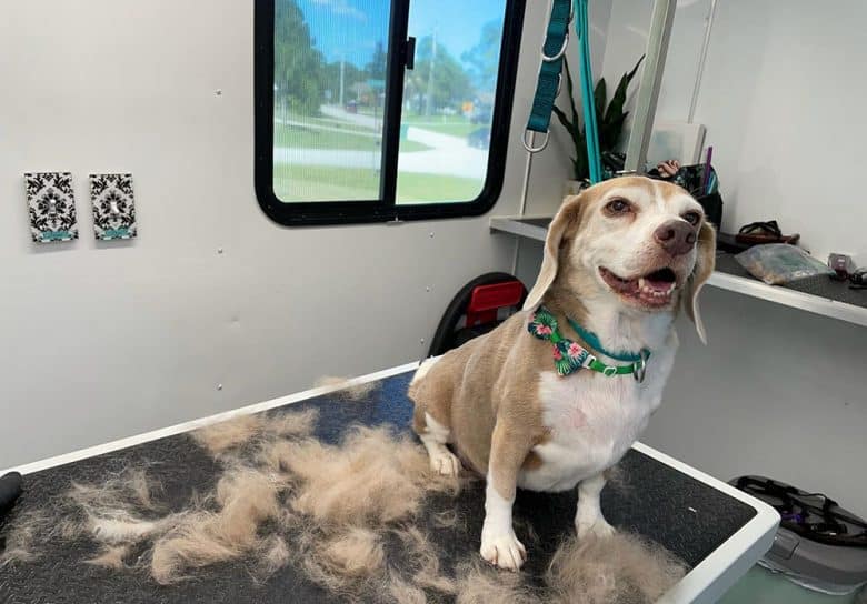 Beagle dog having a haircut
