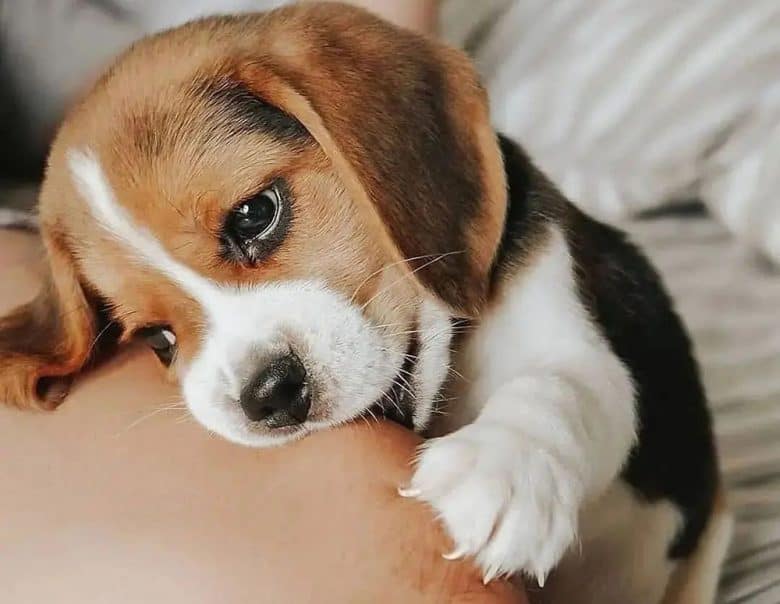 Beagle Price How Much Does a Beagle Puppy Cost? K9 
