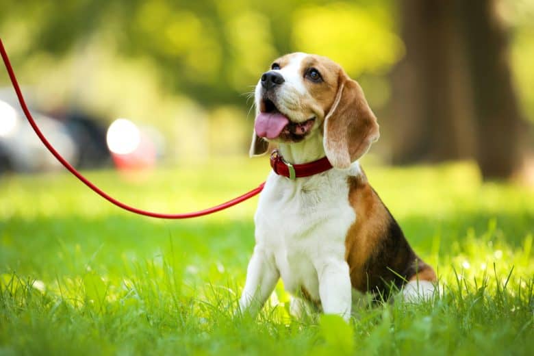 Beagle dog sitting on the grass in park