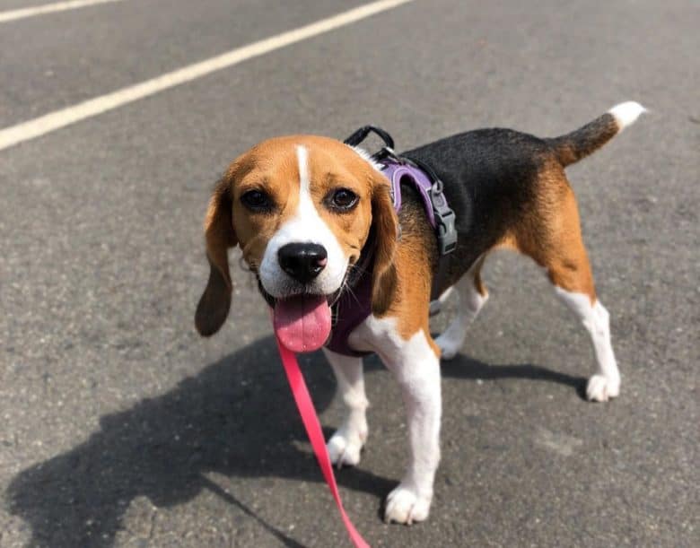 Beagle dog walking on the road