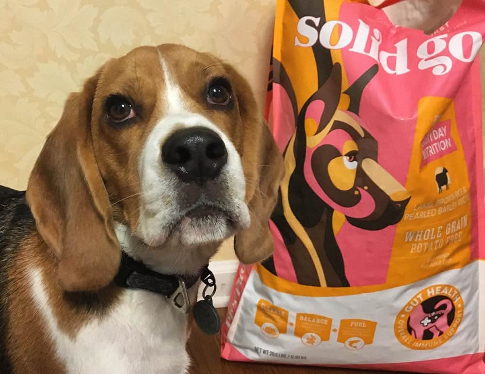 A Beagle dog with the Solid Gold whole grain dog food