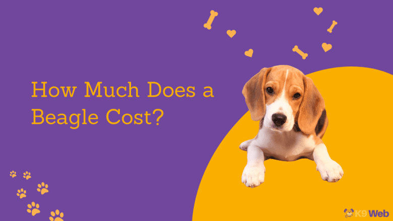 Beagle Price Guide