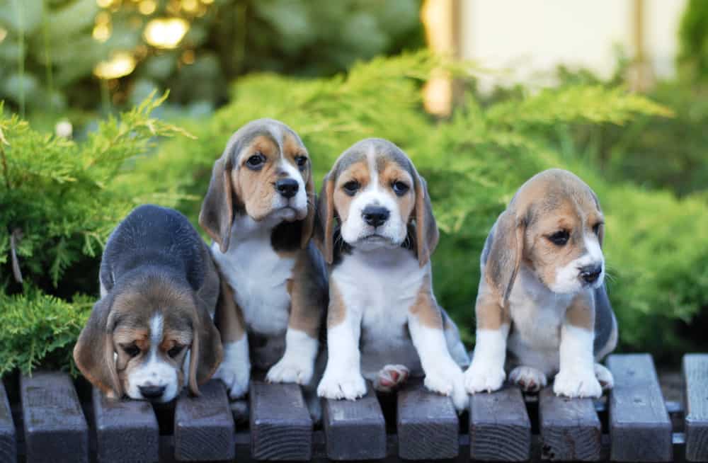 Beagle puppies on top of an outdoor bench