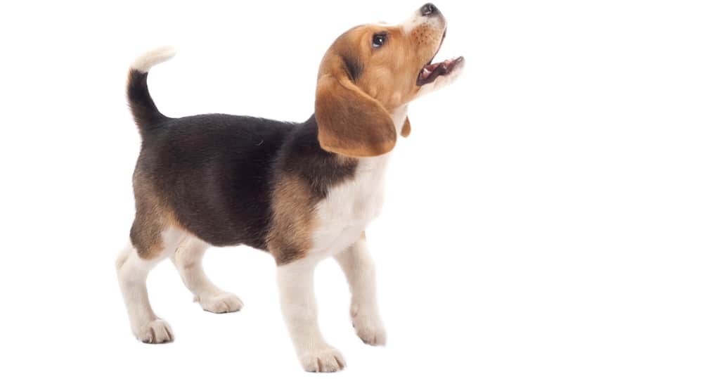 Beagle puppy barking