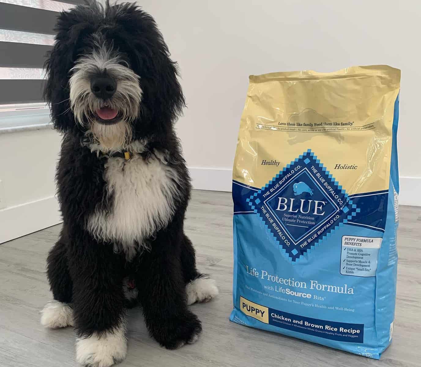 A Bernedoodle with the pack of Blue Buffalo dog food