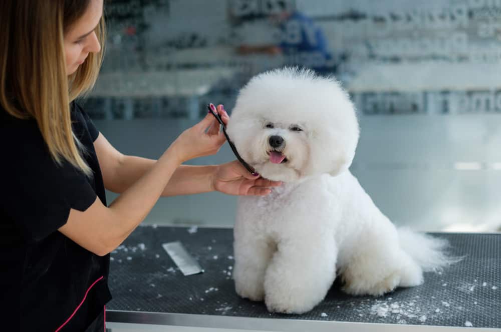 how do you bathe a bichon frise puppy