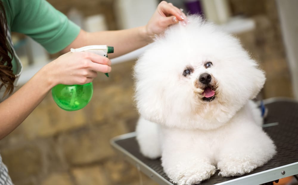 A Bichon Frise dog got hair spray at the grooming salon