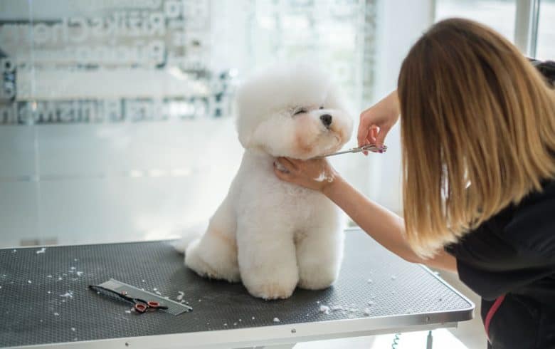 A behave Bichon Frise dog being groomed