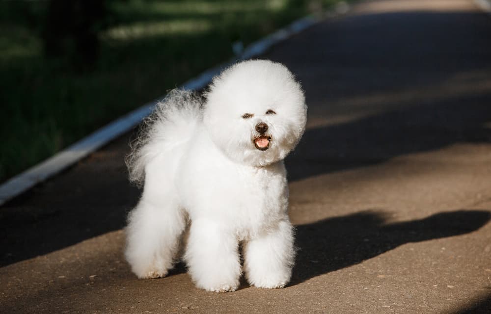 Bichon Frise with a show cut hairstyle